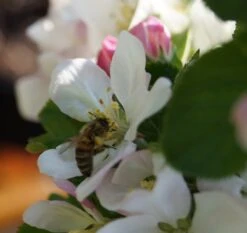 Säulenapfel `Rondo´ Malus Domestica `Rondo´ -Baumwelt Verkaufsgeschäft Bl te Rondo mit Biene