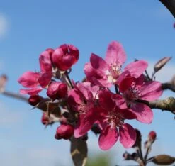Rotfleischiger Apfel Malus Domestica -Baumwelt Verkaufsgeschäft Bl te Rotfleischiger Apfel