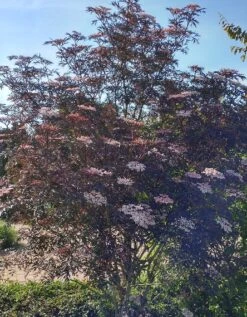 Holunder Black Lace ® Sambucus Nigra `Black Lace´ -Baumwelt Verkaufsgeschäft Blace Lace Strauch