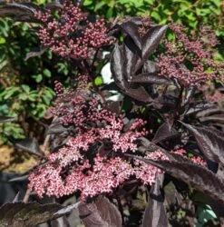 Rotblättriger Holunder `Black Beauty´ Sambucus Nigra `Black Beauty´ -Baumwelt Verkaufsgeschäft Black Beauty1