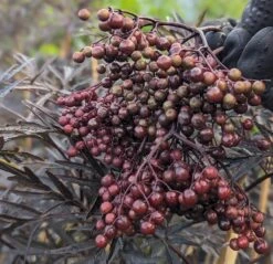 Holunder Black Lace ® Sambucus Nigra `Black Lace´ -Baumwelt Verkaufsgeschäft Black Lace Furcht