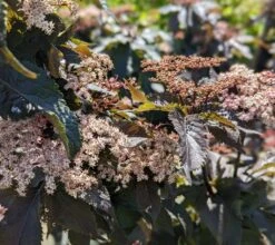Holunder-Säule Black Tower (R) Sambucus Nigra `Black Tower´ -Baumwelt Verkaufsgeschäft Black Tower1