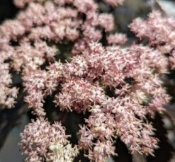 Holunder-Säule Black Tower (R) Sambucus Nigra `Black Tower´ -Baumwelt Verkaufsgeschäft Black tower2