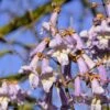 Blauglockenbaum / Kiri-Baum Paulownia Tomentosa -Baumwelt Verkaufsgeschäft Blauglockenbaum