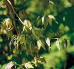 Blauschote / Blaugurkenbaum Decaisnea Fargesii -Baumwelt Verkaufsgeschäft Blauschote