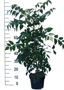 Blauschote / Blaugurkenbaum Decaisnea Fargesii -Baumwelt Verkaufsgeschäft Blauschote Decaisnea weiss