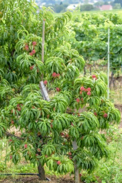 Zwergpfirsich `Bonanza´ Prunus Persica 6 Zwergpfirsich `Bonanza´ Prunus Persica -Baumwelt Verkaufsgeschäft Bonanza