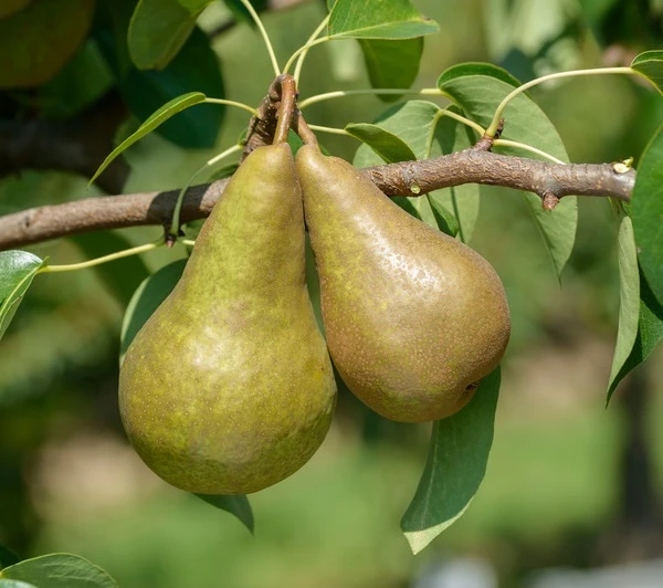 Bosc´s Flaschenbirne Pyrus Communis `Bosc´s Flaschenbirne´ 1 Bosc´s Flaschenbirne Pyrus Communis `Bosc´s Flaschenbirne´