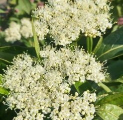 Amerikanischer Schneeball `Brandywine´ Viburnum Nudum `Brandywine´ 9 Amerikanischer Schneeball `Brandywine´ Viburnum Nudum `Brandywine´ -Baumwelt Verkaufsgeschäft Brandywine bl te