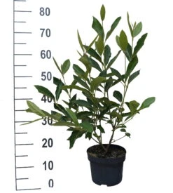 Amerikanischer Schneeball `Brandywine´ Viburnum Nudum `Brandywine´ 10 Amerikanischer Schneeball `Brandywine´ Viburnum Nudum `Brandywine´ -Baumwelt Verkaufsgeschäft Brandywine weiss