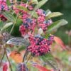 Amerikanischer Schneeball `Brandywine´ Viburnum Nudum `Brandywine´ -Baumwelt Verkaufsgeschäft Brandywine2