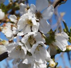 Baumwelt Verkaufsgeschäft -Baumwelt Verkaufsgeschäft Burlat