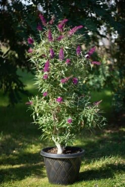 Säulen-Sommerflieder `Butterfly Tower´ Buddleja Davidii `Butterfly Tower´ 5 Säulen-Sommerflieder `Butterfly Tower´ Buddleja Davidii `Butterfly Tower´ -Baumwelt Verkaufsgeschäft Butterfly Tower Kordes Jungpflanzen2