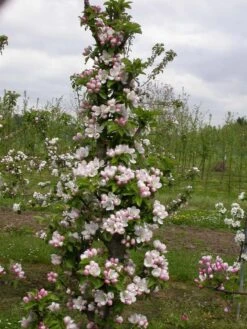 Zwergapfel `Cactus´ Malus Domestica `Cactus´ -Baumwelt Verkaufsgeschäft Cactus2