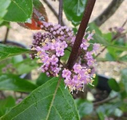 Schönfrucht, Liebesperlenstrauch Callicarpa Bodinieri `Profusion´ 6 Schönfrucht, Liebesperlenstrauch Callicarpa Bodinieri `Profusion´ -Baumwelt Verkaufsgeschäft Callicarpa Sch nfrucht Bl te