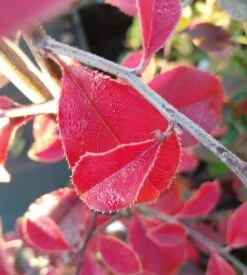 Chinesische Quitte / Holzquitte Pseudocydonia Sinensis -Baumwelt Verkaufsgeschäft Chinesische Quitte Holzquitte Pseudocydonia