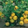 Nordische Zitrone, Zierquitte `Cido´ Chaenomeles Japonica `Cido´ -Baumwelt Verkaufsgeschäft Cido