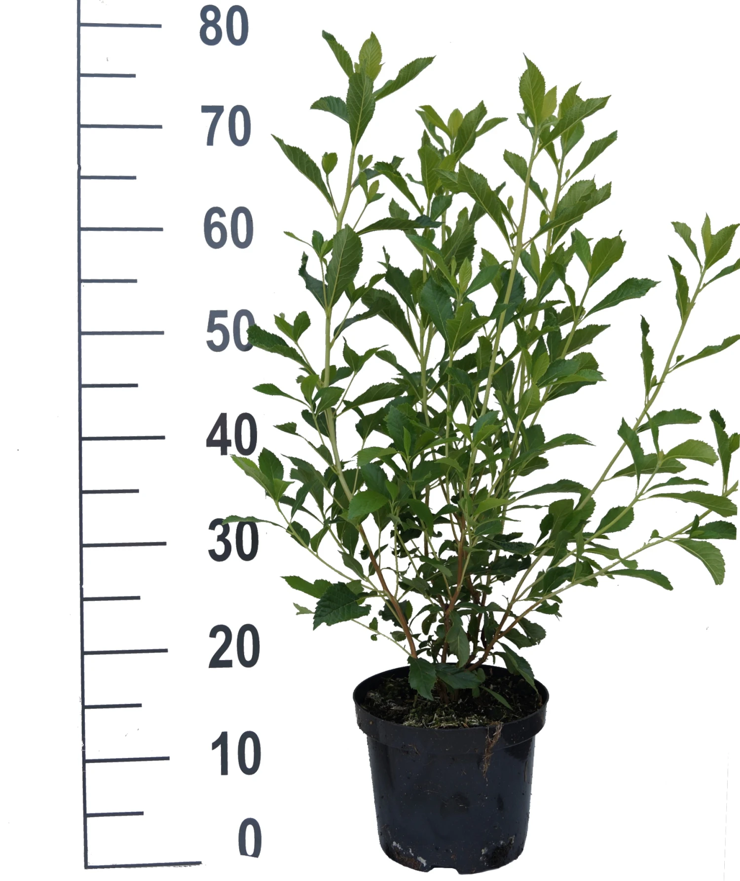 Zimterle - Clethra Clethra Alnifolia 4 Zimterle - Clethra Clethra Alnifolia – Bild 4