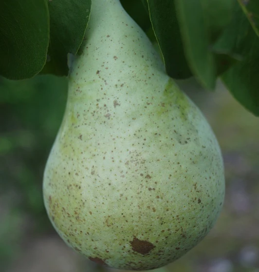 Condo Pyrus Communis `Condo´ 2 Condo Pyrus Communis `Condo´ – Bild 2