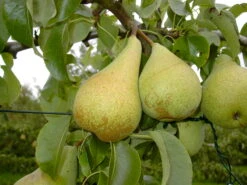 Condo Pyrus Communis `Condo´ 5 Condo Pyrus Communis `Condo´ -Baumwelt Verkaufsgeschäft Condo 3