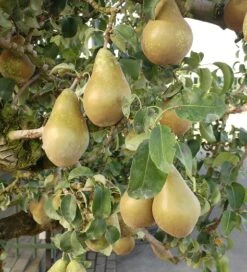 Conference Pyrus Communis `Conference -Baumwelt Verkaufsgeschäft Conference Birne