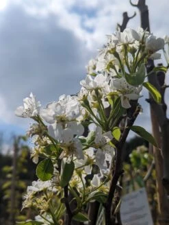 Conference Pyrus Communis `Conference -Baumwelt Verkaufsgeschäft Conference Bl te