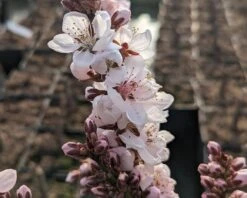 Zwergpfirsich `Crimson Bonfire´ Prunus Persica `Crimson Bonfire´ -Baumwelt Verkaufsgeschäft Crimson Bonfire