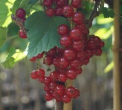 Rolan Ribes Rubrum `Rolan´ 7 Rolan Ribes Rubrum `Rolan´ -Baumwelt Verkaufsgeschäft DSC01666