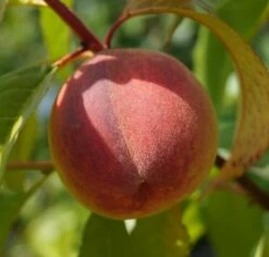 Pfirsich Red Haven Prunus Persica `Red Haven´ 13 Pfirsich Red Haven Prunus Persica `Red Haven´ -Baumwelt Verkaufsgeschäft DSC01689