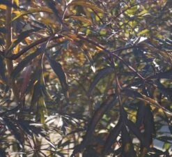 Holunder Black Lace ® Sambucus Nigra `Black Lace´ -Baumwelt Verkaufsgeschäft DSC01980