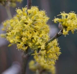 Großfrüchtige Kornelkirsche `Schönbrunner Gourmet Dirndl´ Cornus Mas `Schönbrunner Gourmetdirndl´ 8 Großfrüchtige Kornelkirsche `Schönbrunner Gourmet Dirndl´ Cornus Mas `Schönbrunner Gourmetdirndl´ -Baumwelt Verkaufsgeschäft DSC02022