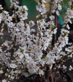 Nankingkirsche `Orient´ Prunus Tomentosa Orient -Baumwelt Verkaufsgeschäft DSC02034