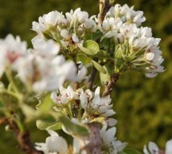 Säulenbirne `Condo´ Pyrus Communis `Condo´ -Baumwelt Verkaufsgeschäft DSC02068