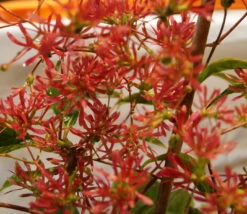 Sieben-Söhne-des-Himmels-Strauch Heptacodium Miconioides -Baumwelt Verkaufsgeschäft DSC02842