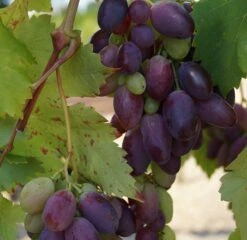 Baumwelt Verkaufsgeschäft -Baumwelt Verkaufsgeschäft Datteltraube original1