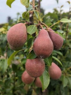 Säulenbirne `Decora´ Pyrus Communis `Decora´ 8 Säulenbirne `Decora´ Pyrus Communis `Decora´ -Baumwelt Verkaufsgeschäft Decora 5