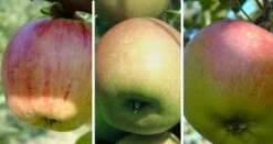 Drei-Sorten-Apfelbaum (Gravensteiner, Goldparmäne, Kaiser Wilhelm) Malus Domestica