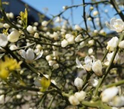 Dreiblättrige Orange Poncirus Trifoliata -Baumwelt Verkaufsgeschäft Dreibl ttrige Orange Bl terFpMBdgYBwAS6
