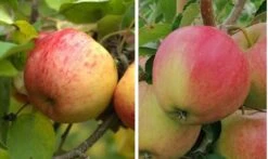 Duo-Apfel, Topaz & Pinova 150-175cm Malus Domestica