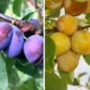 Duo-Obst, Hauszwetsche & Nancy Mirabelle Prunus Domestica -Baumwelt Verkaufsgeschäft Duo Hauszwetsche Nancynxn2YUf67IkNG