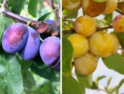 Duo-Obst, Hauszwetsche & Nancy Mirabelle Prunus Domestica 1 Duo-Obst, Hauszwetsche & Nancy Mirabelle Prunus Domestica