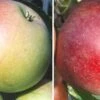 Duo-Apfelbaum `James Grieve´ & `Roter Boskoop´ Malus Domestica -Baumwelt Verkaufsgeschäft Duo James GRieve und Roter Boskoop 1