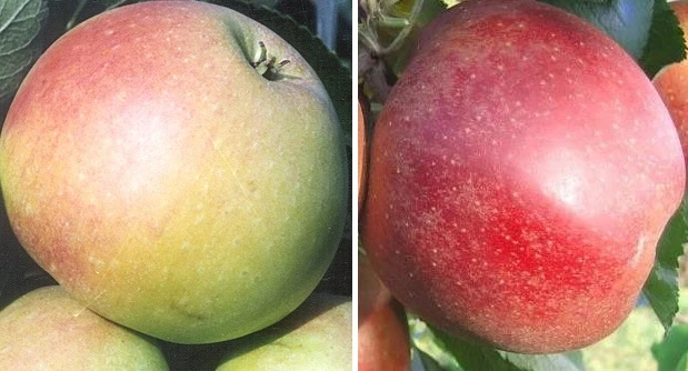 Duo-Apfelbaum `James Grieve´ & `Finkenwerder Prinz´ Malus Domestica 1 Duo-Apfelbaum `James Grieve´ & `Finkenwerder Prinz´ Malus Domestica