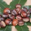 Ecker 1 - Selbstfruchtbare Esskastanie Castanea Sativa `Ecker1´