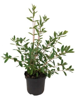 Sibirische Blaubeere `Eisbär´ Lonicera Kamtschatica `Eisbär´ -Baumwelt Verkaufsgeschäft Eisb r weiss