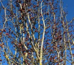 Eisenholzbaum Parrotia Persica -Baumwelt Verkaufsgeschäft Eisenholzbaum Bl te 2
