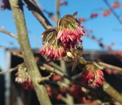 Eisenholzbaum Parrotia Persica -Baumwelt Verkaufsgeschäft Eisenholzbaum bl te und BieneataOpQ1apbuNb