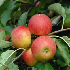 Elstar ® Malus Domestica 8 Elstar ® Malus Domestica -Baumwelt Verkaufsgeschäft Elstar