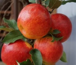 Baumwelt Verkaufsgeschäft -Baumwelt Verkaufsgeschäft Elstar44