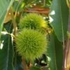 Duo-Esskastanie, Belle Epine & Bouche De Betizac Castanea Sativa -Baumwelt Verkaufsgeschäft Esskastanie
